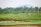 A lush green agricultural field with men and women working amidst the crops. The landscape is dotted with palm trees and a distant mountain range under a clear sky. Various poles are erected throughout the field, and there are signs of water irrigation.