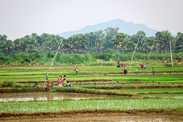 A lush green agricultural field with men and women working amidst the crops. The landscape is dotted with palm trees and a distant mountain range under a clear sky. Various poles are erected throughout the field, and there are signs of water irrigation.