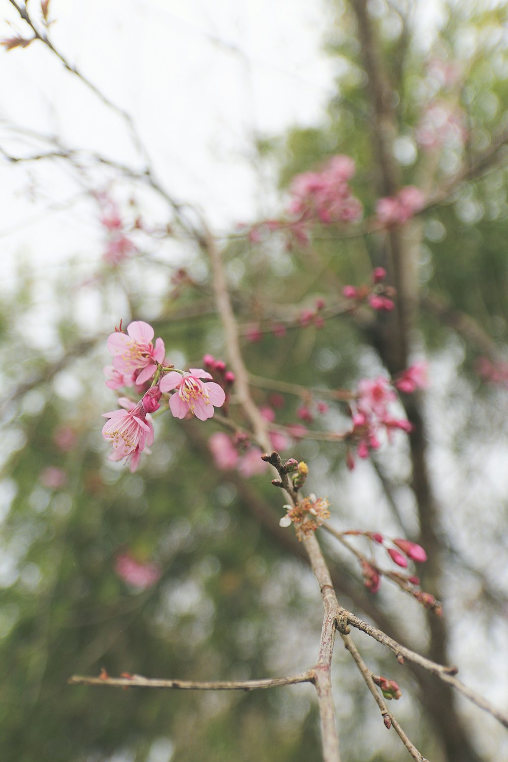 ピンクの花を持つ木の枝