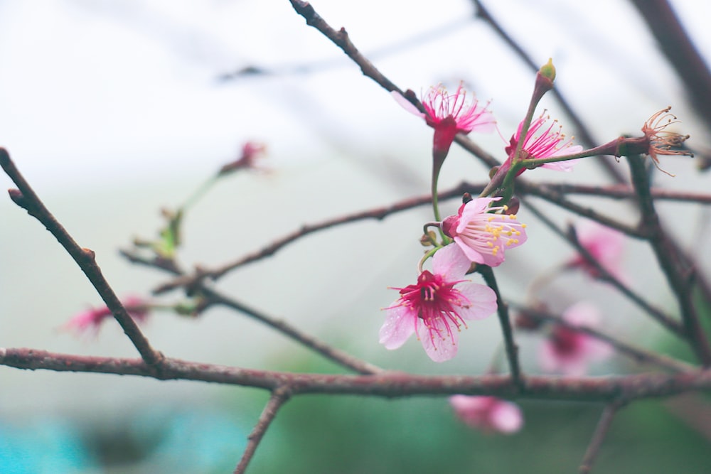 a close up of a tree with pink flowers