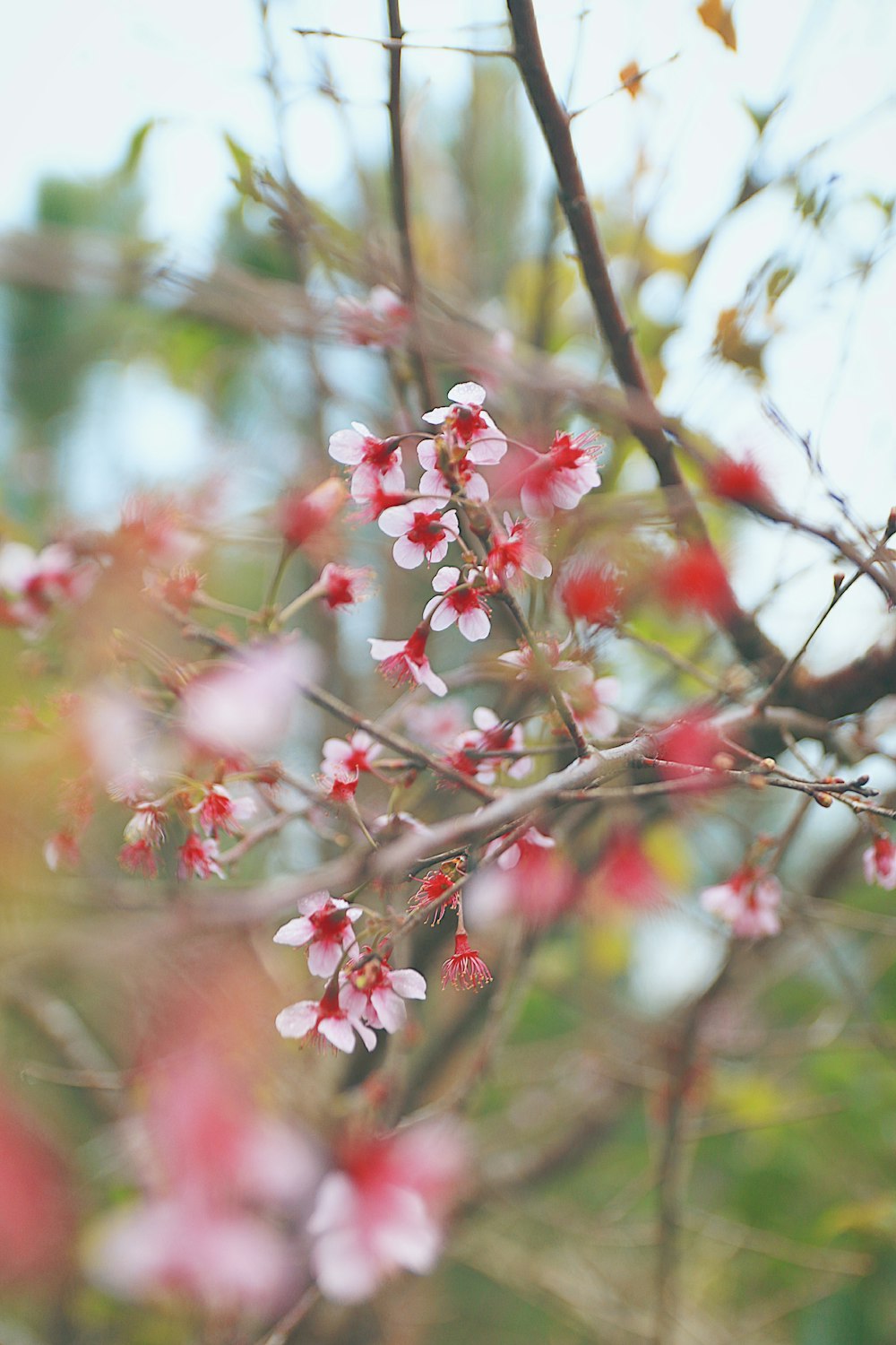 赤と白の花を持つ木の接写