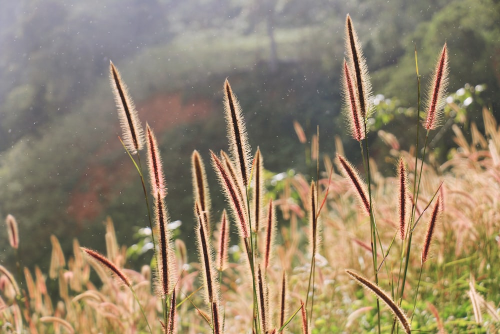 a bunch of tall grass in a field