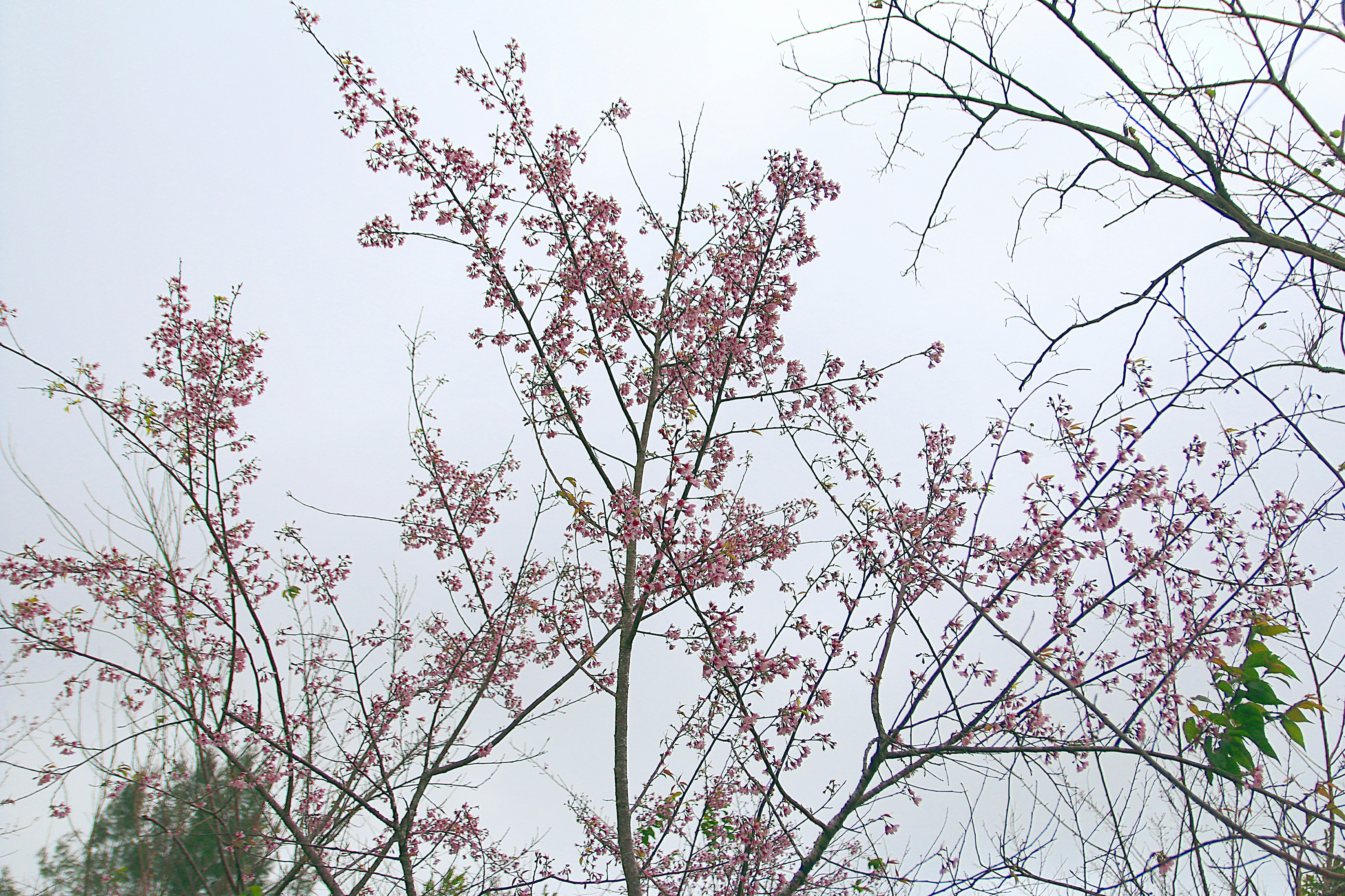 Photo by thuankaylias