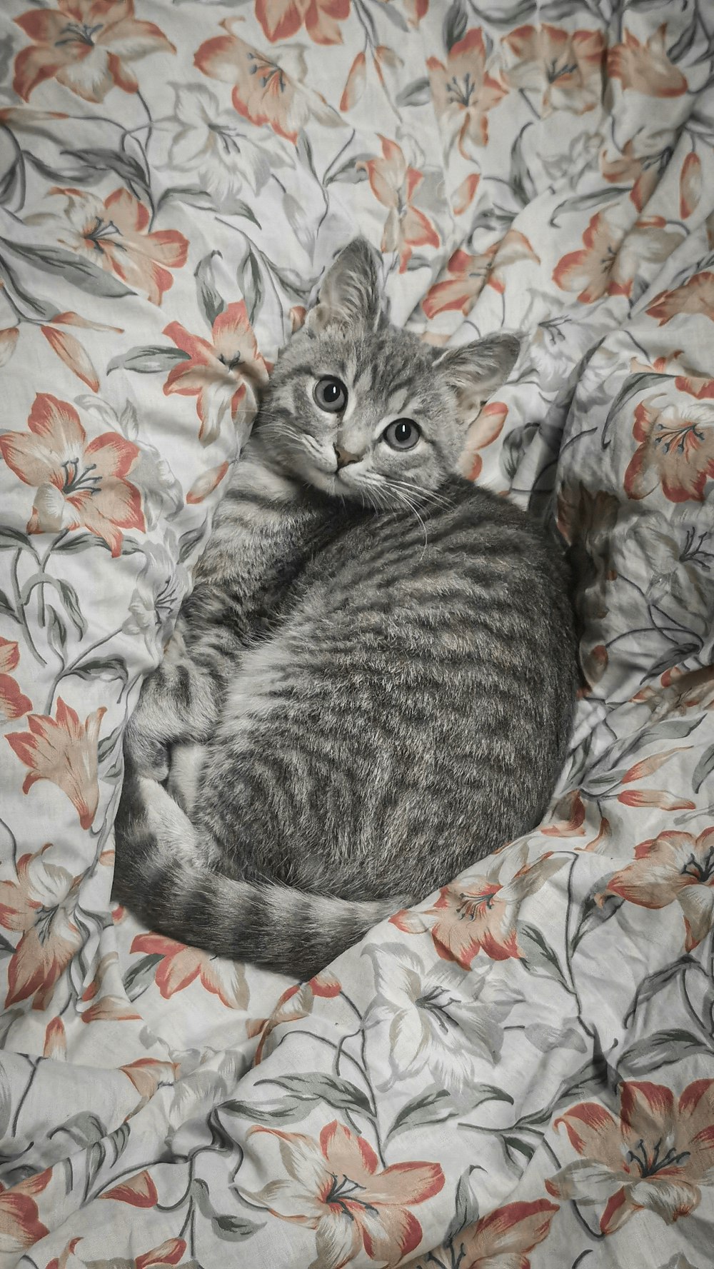 a cat that is laying down on a bed