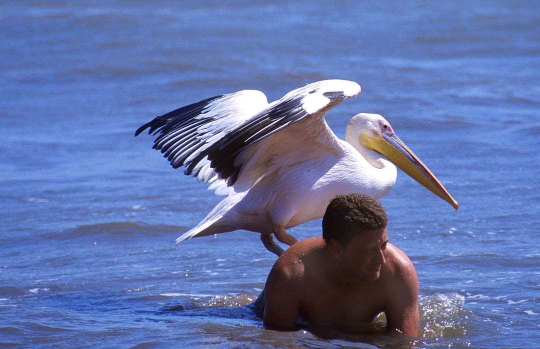 水中の男性が背中に大きな鳥を乗せています