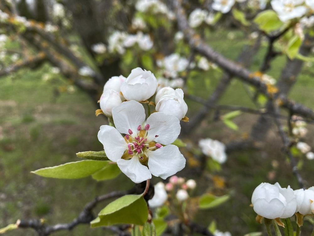 einige weiße Blumen blühen auf einem Baum