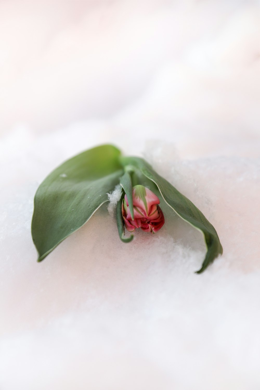 uma pequena flor vermelha sentada em cima de um chão coberto de neve