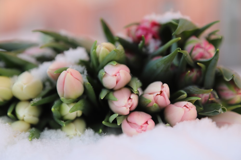 a bunch of flowers that are sitting in the snow