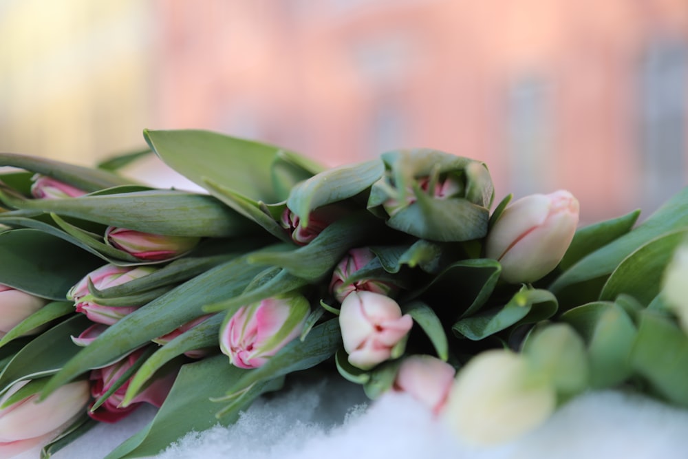 a bunch of pink and white tulips on a table