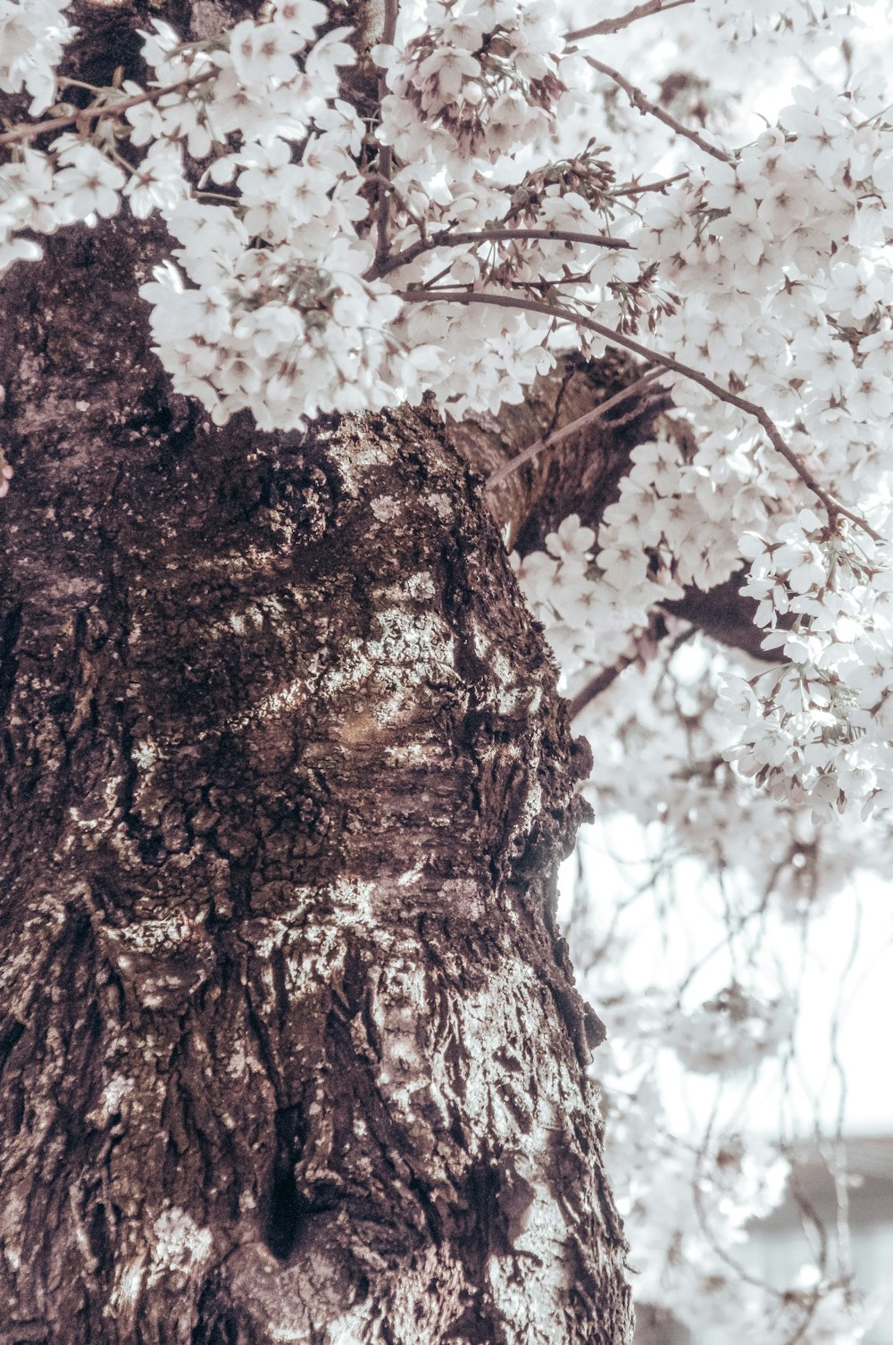 a close up of a tree with white flowers