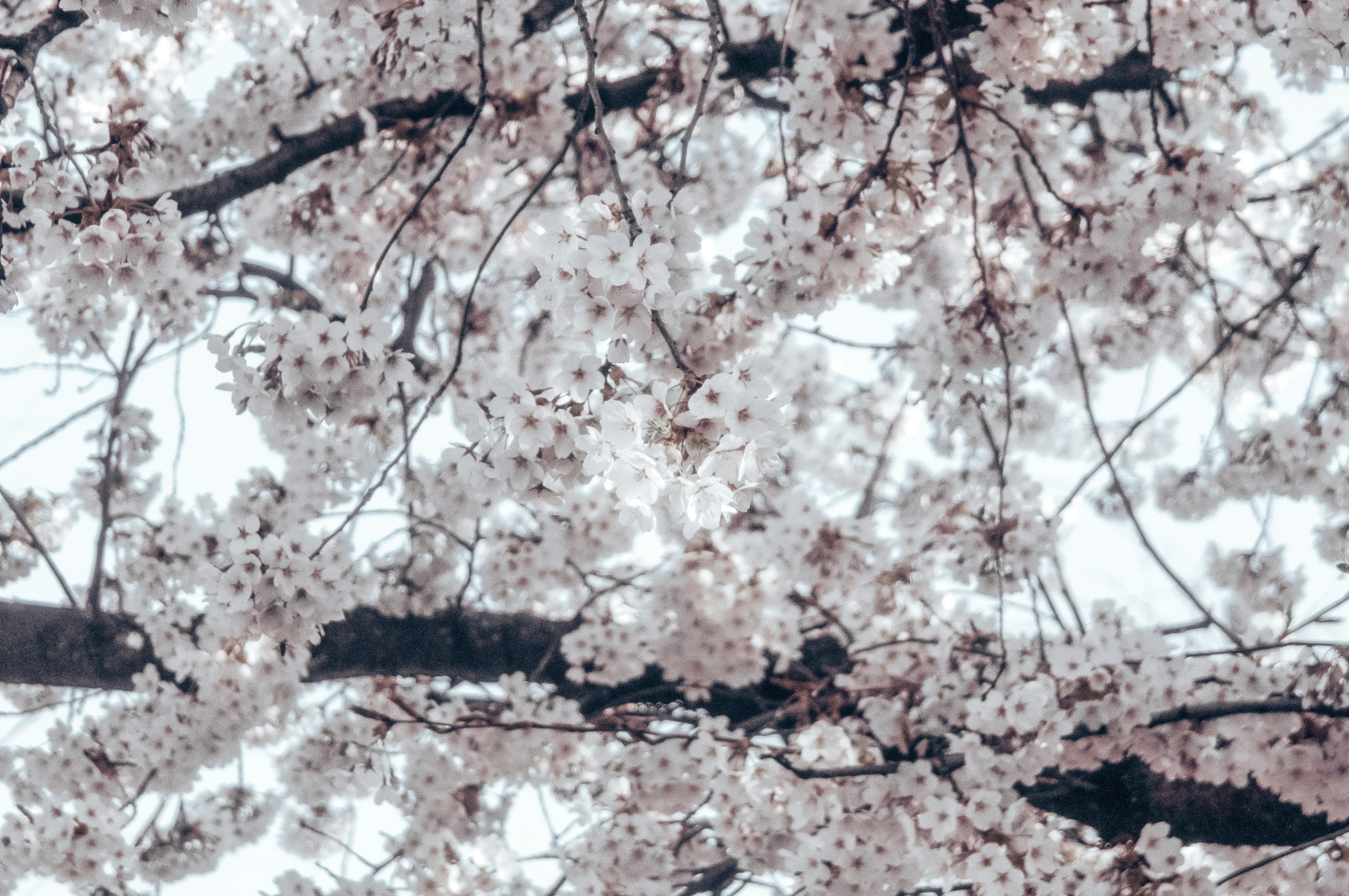 Blooming tree