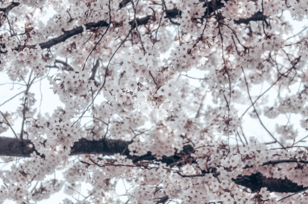 a close up of a tree with white flowers