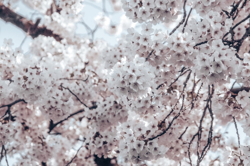 a tree filled with lots of white flowers