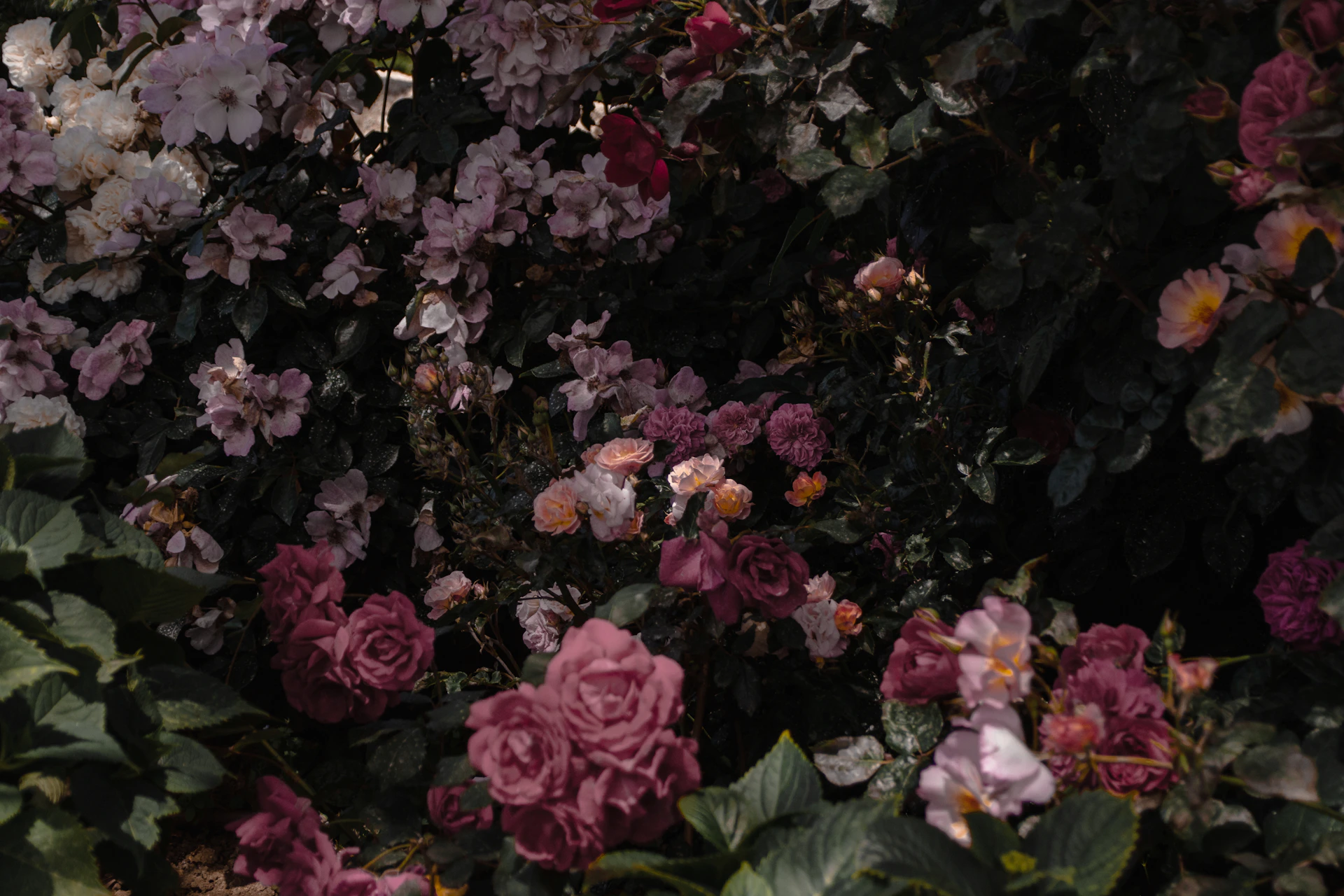 a bunch of flowers that are next to each other