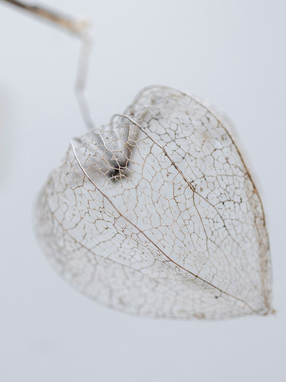 a close up of a leaf on a white background