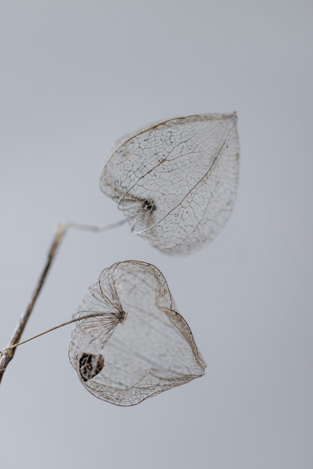 a couple of leaves that are hanging from a branch