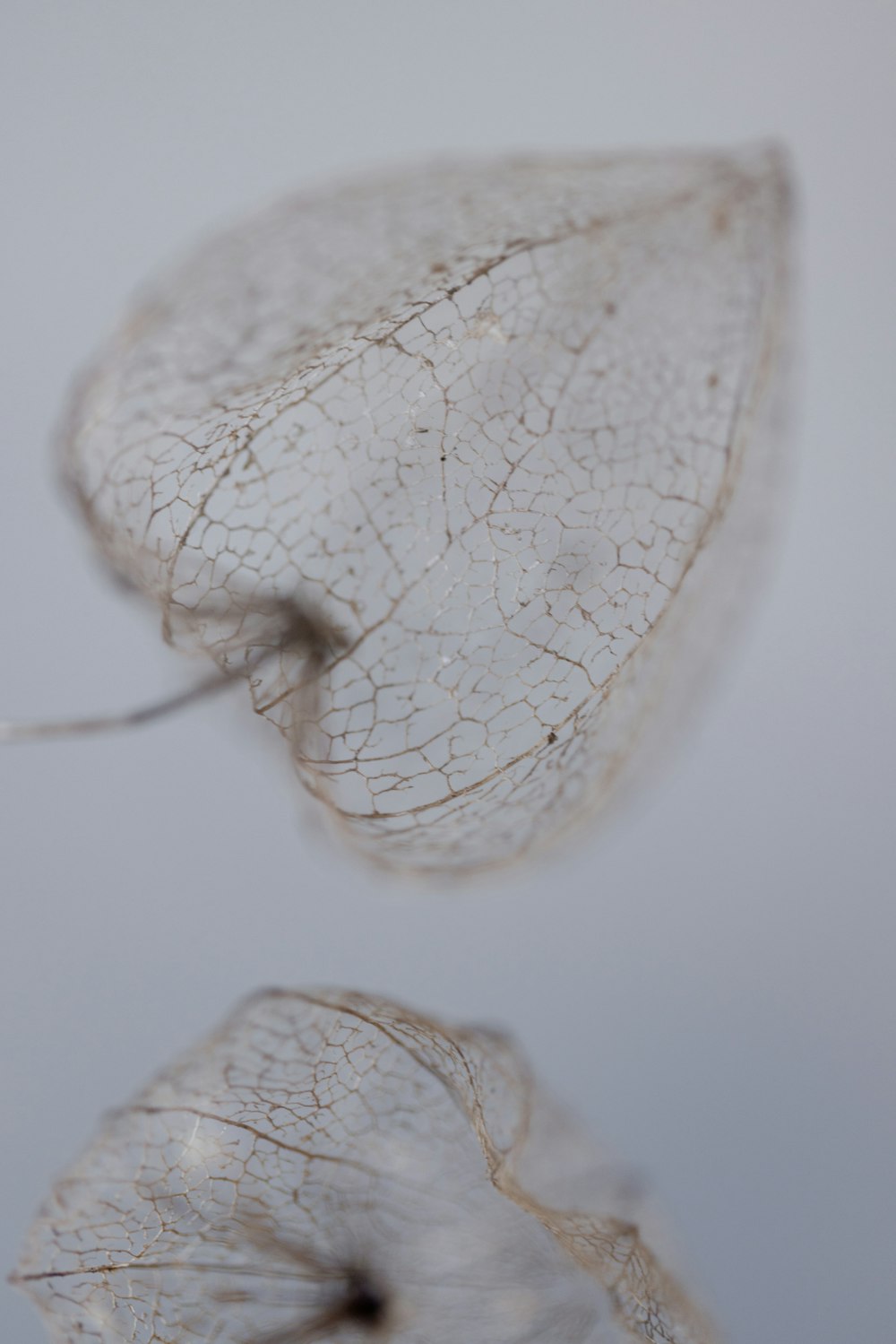 a close up of a leaf on a white background