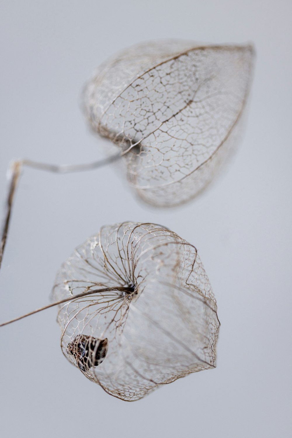 a close up of two dried flowers on a white background