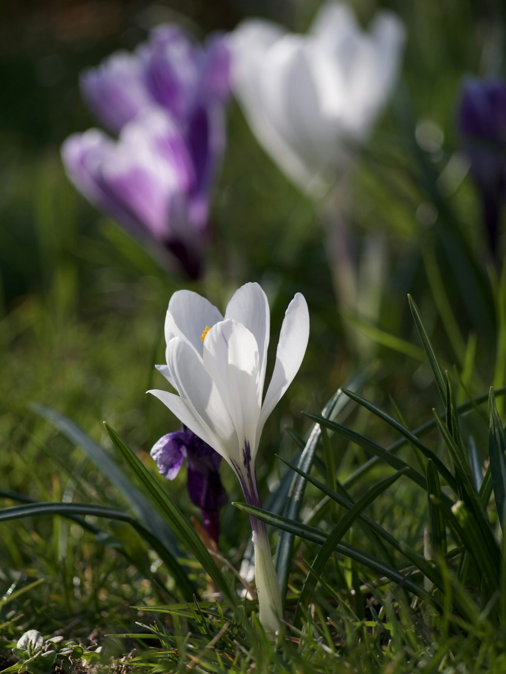 a group of white and purple flowers in the grass