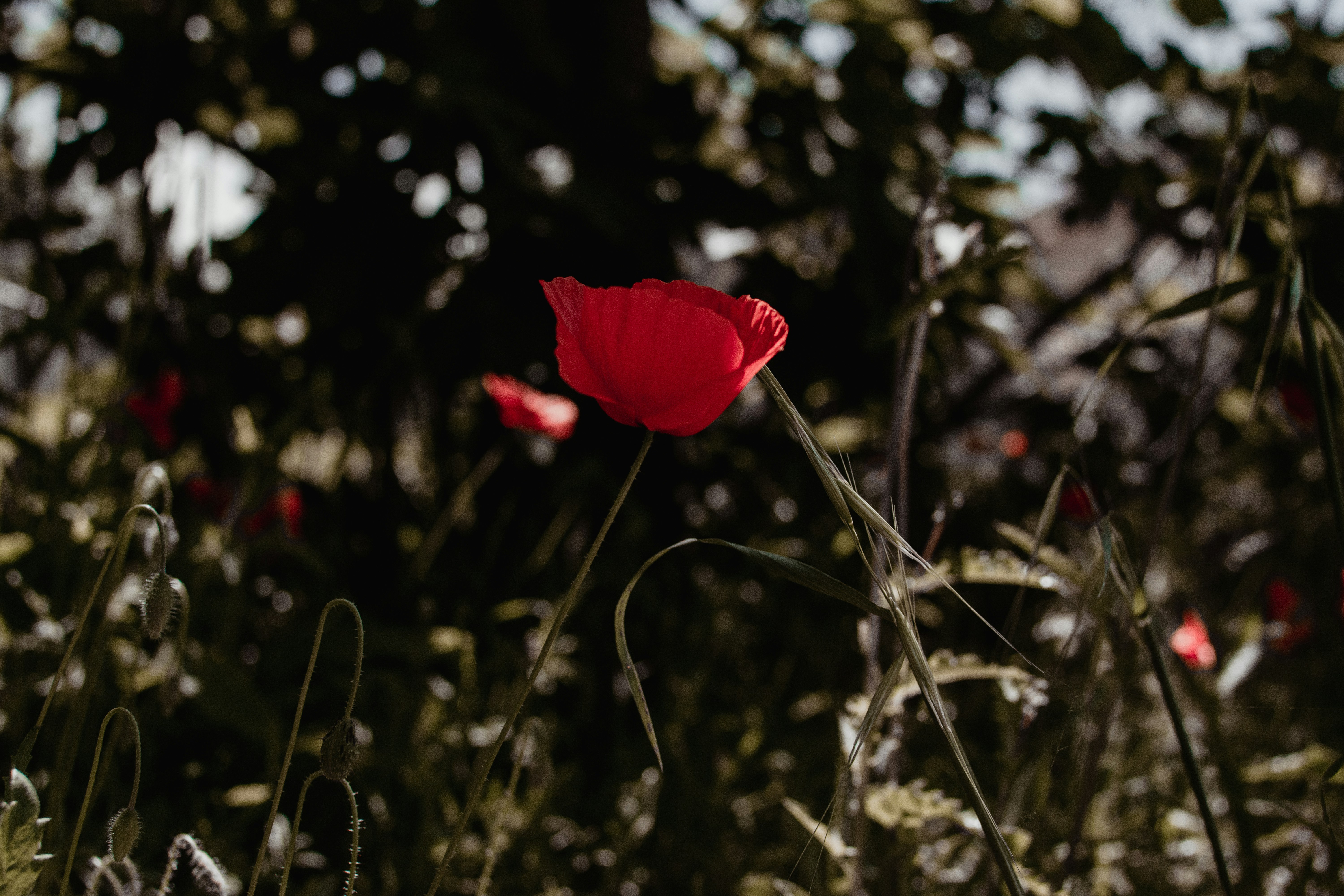 Photo by mariella_matera