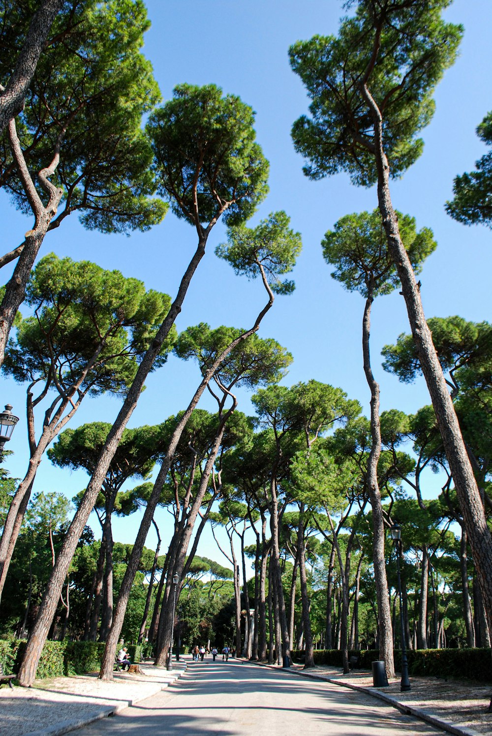 a street lined with lots of tall pine trees