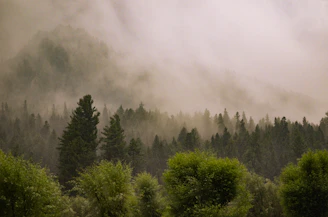 a forest filled with lots of trees covered in fog