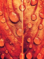Close-up of insecticide droplets on a leaf surface glistening in sunlight.