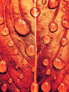 Close-up of insecticide droplets on a leaf surface glistening in sunlight.