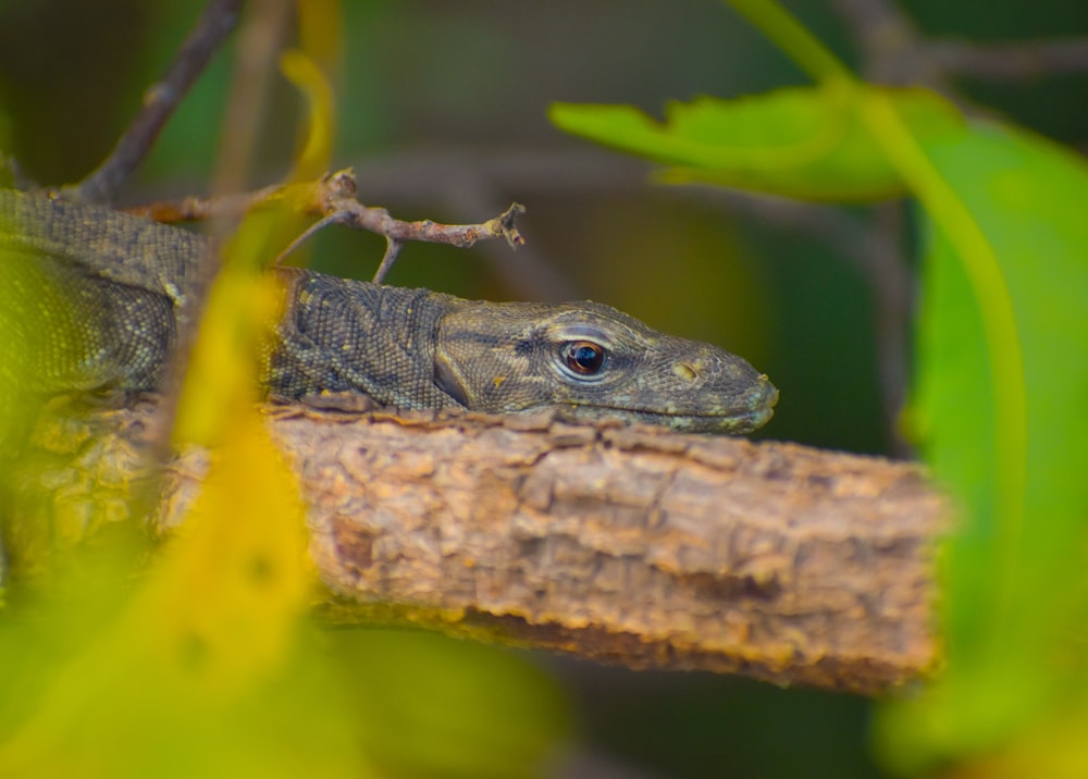a close up of a lizard on a branch