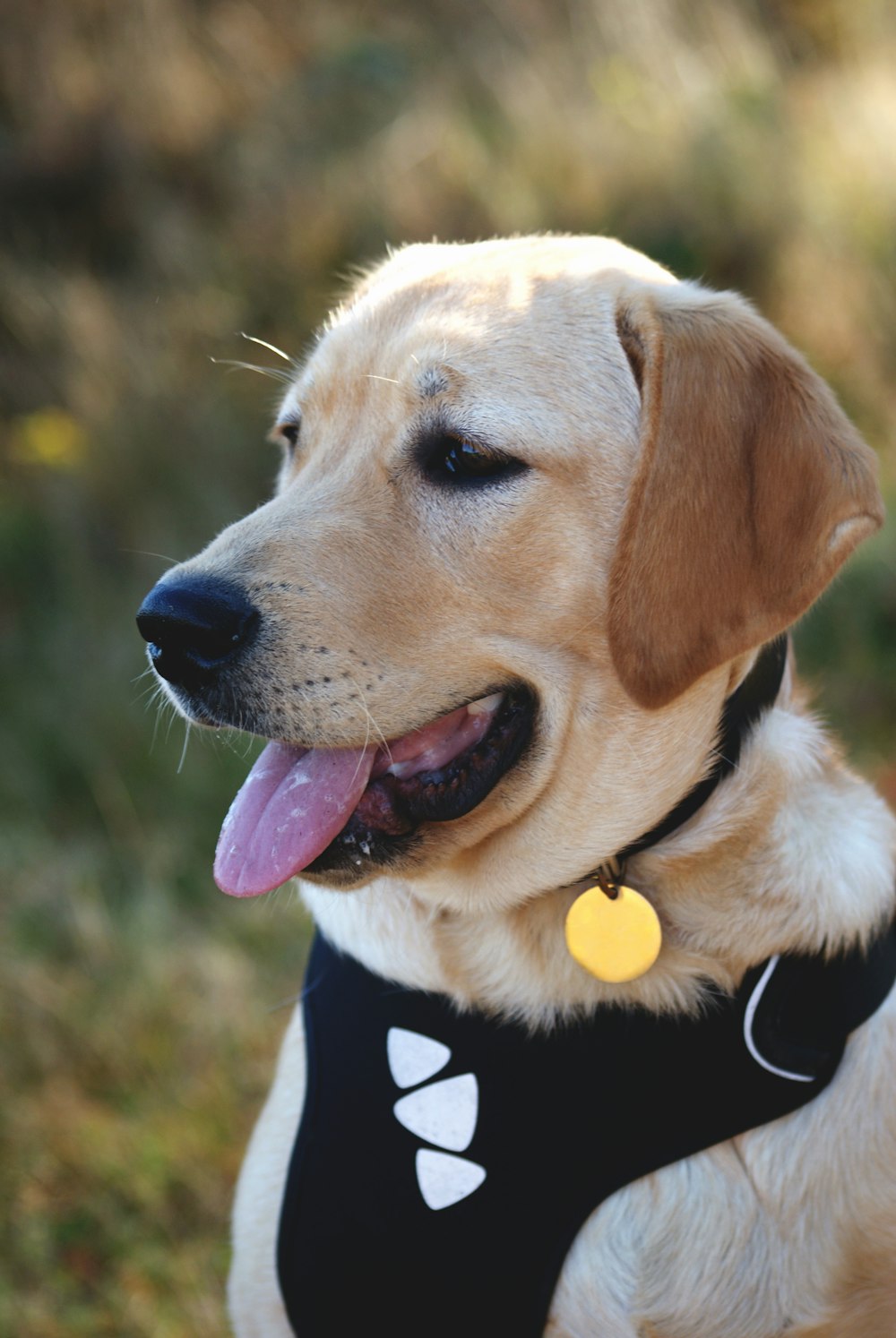 a close up of a dog wearing a harness