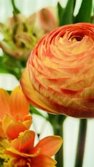 A close-up of a vibrant orange and yellow ranunculus flower with delicate petals in full bloom, accompanied by other orange flowers and greenery in the background. The focus is sharp on the ranunculus, allowing the viewer to appreciate the intricate layers of its petals.