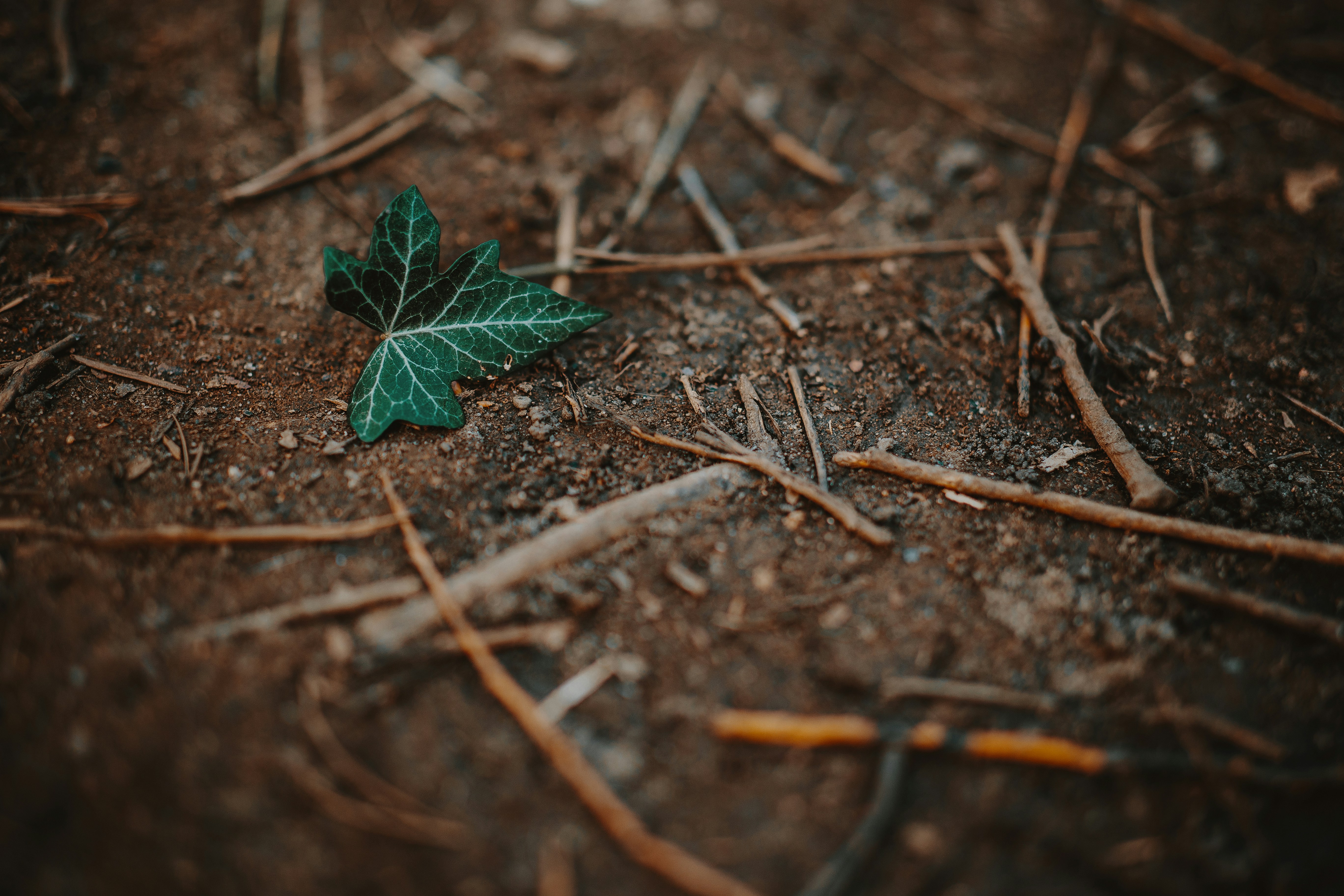 daun hijau kecil tergeletak di tanah