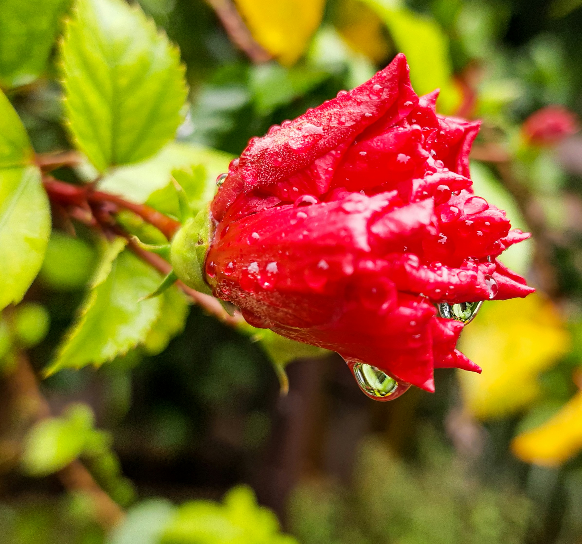 Photo by dilliwalarider