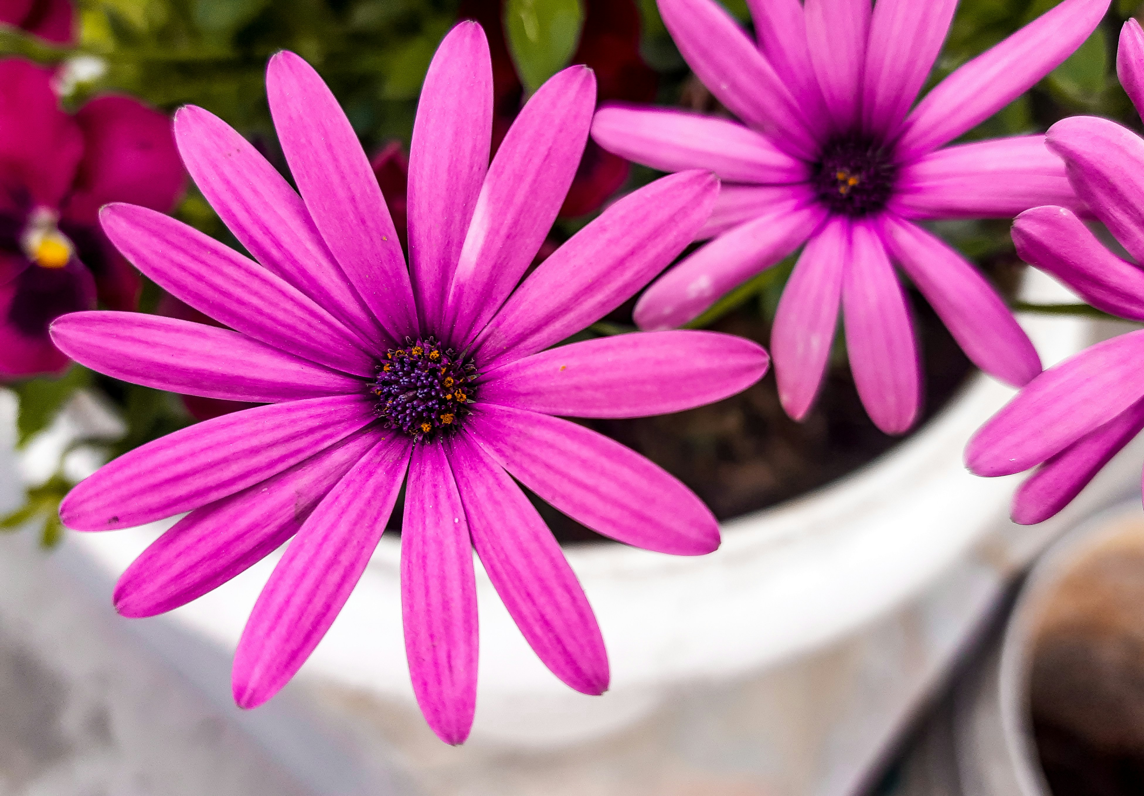 Photo by dilliwalarider