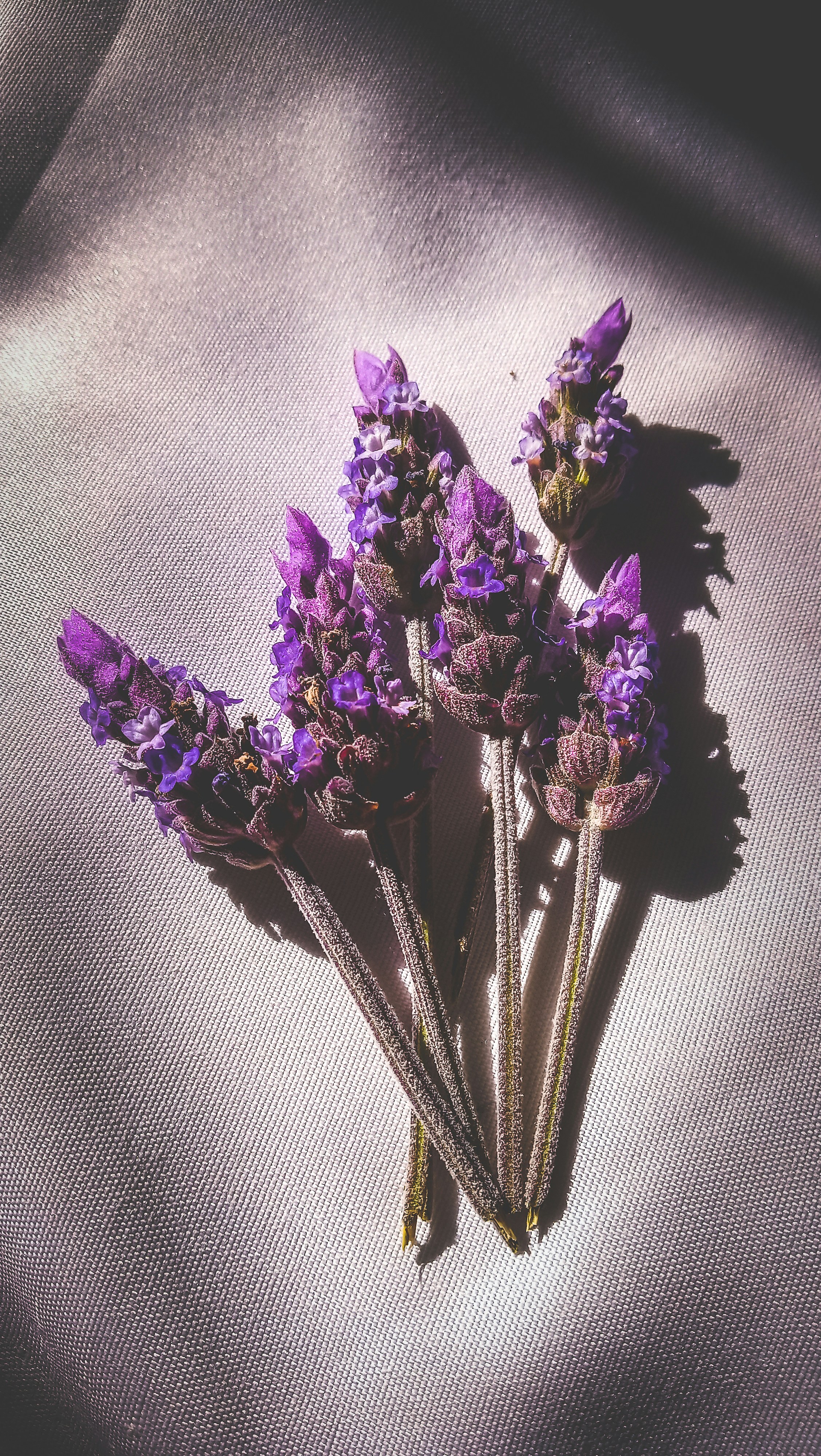 Lavender Calm Blend