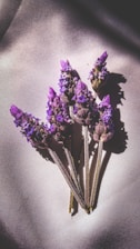 Several sprigs of lavender are arranged on a textured surface with soft lighting, casting gentle shadows. The purple and green hues of the flowers stand out against the muted background.