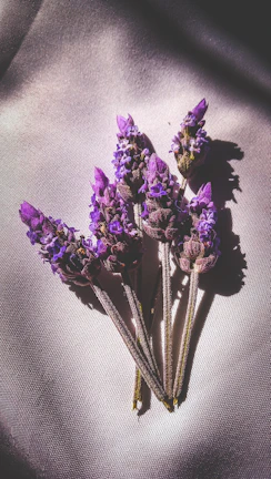 Softly lit arrangement of lavender and eucalyptus sprigs beside a bottle of body oil.