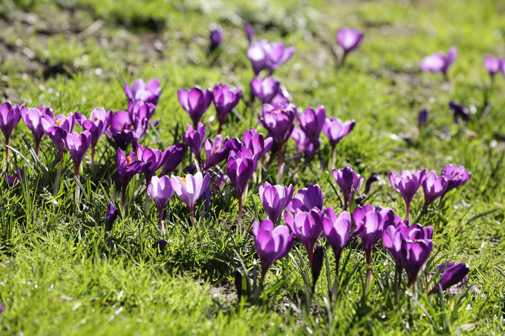 a field full of purple flowers in the grass