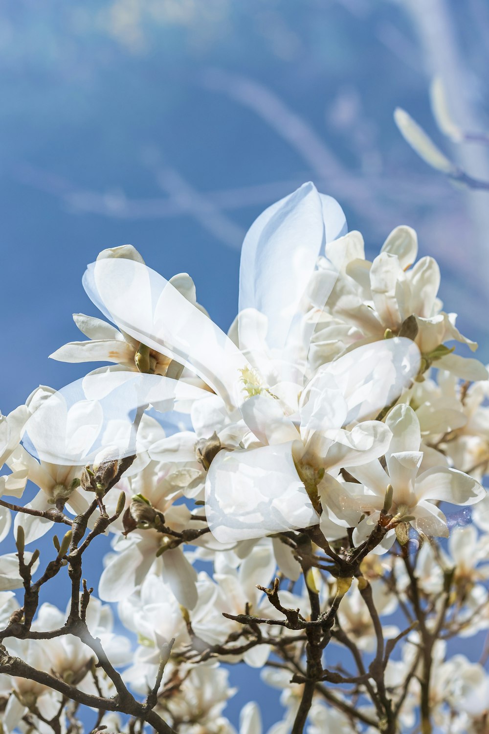 a close up of a white flower on a tree