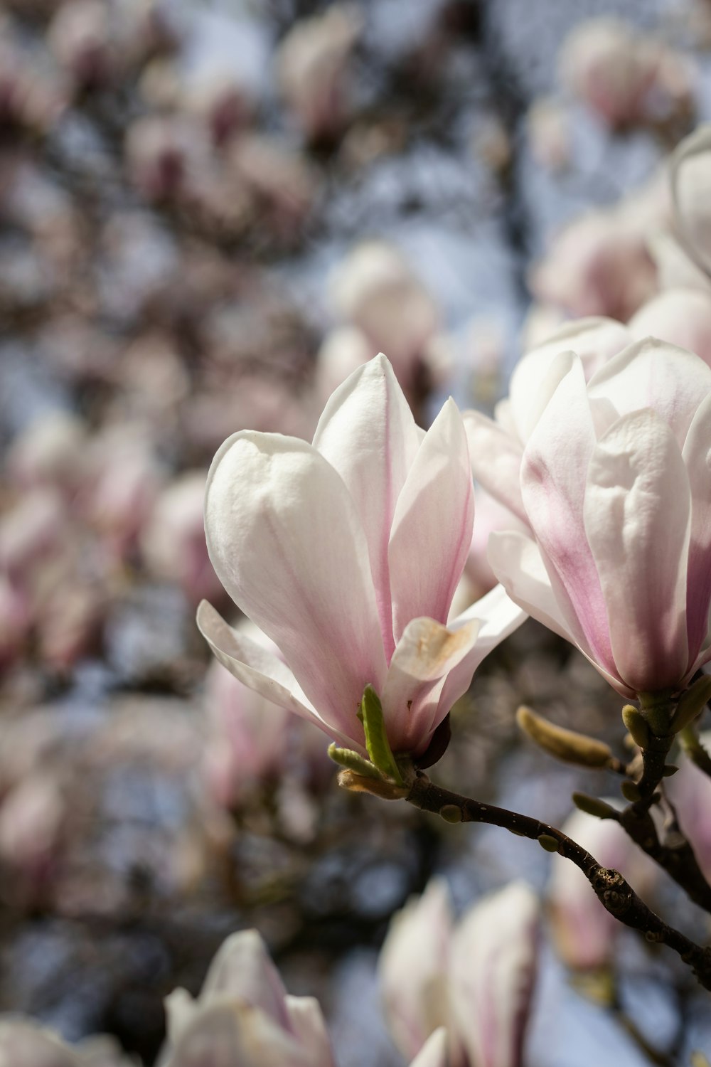 a bunch of flowers that are on a tree