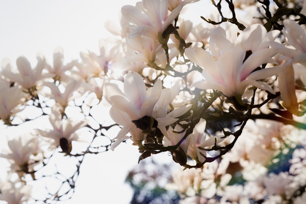 a close up of a tree with white flowers