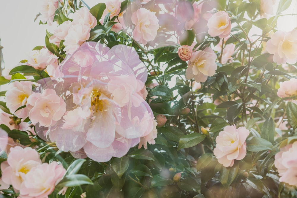 a bush of pink flowers with green leaves