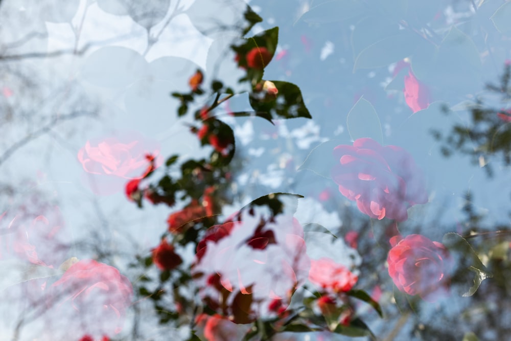 a blurry image of a tree with red flowers