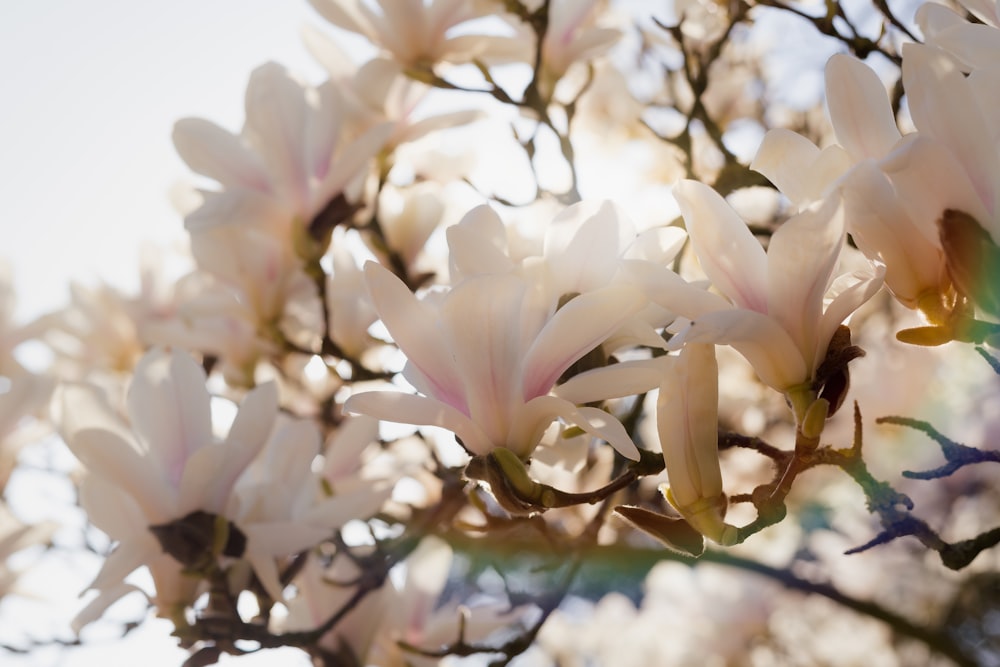 a close up of a tree with white flowers