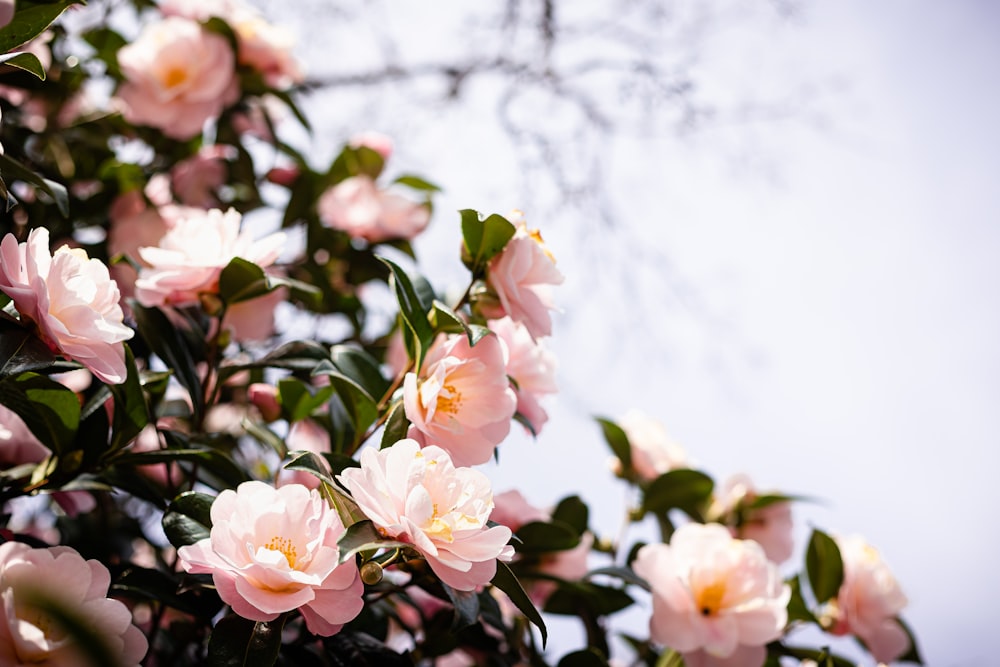 Un arbusto de flores rosadas con hojas verdes