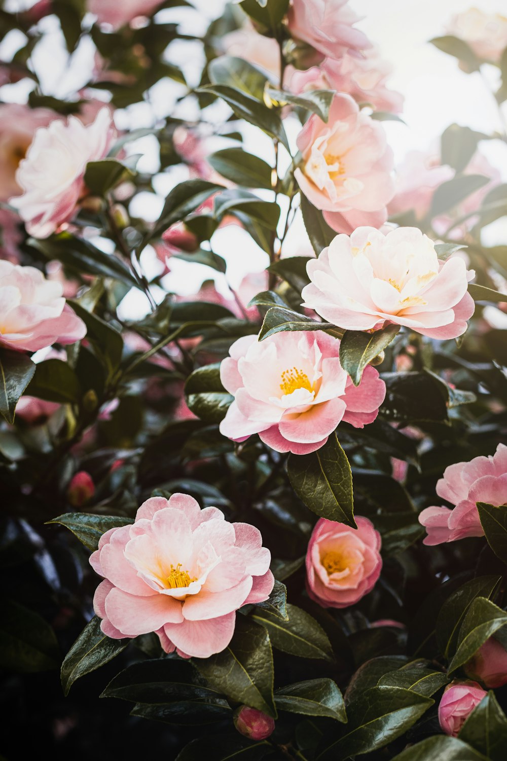 a bush of pink flowers with green leaves