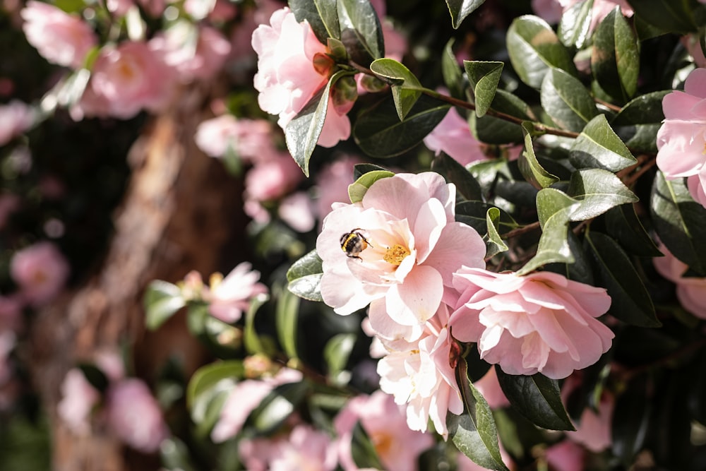 a bee sitting on top of a pink flower