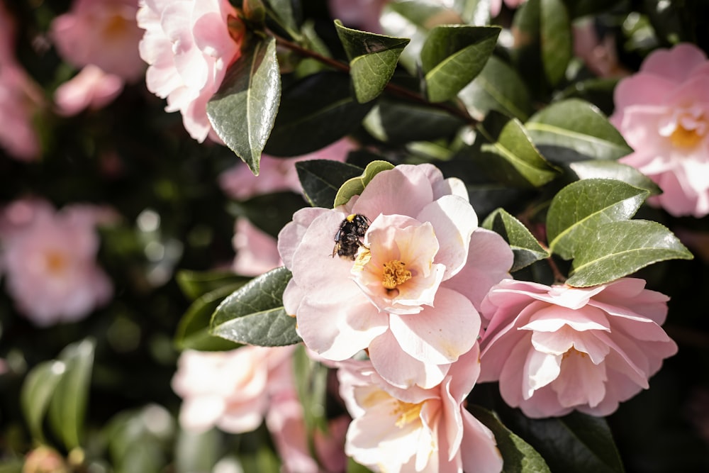 uma abelha está sentada em uma flor rosa
