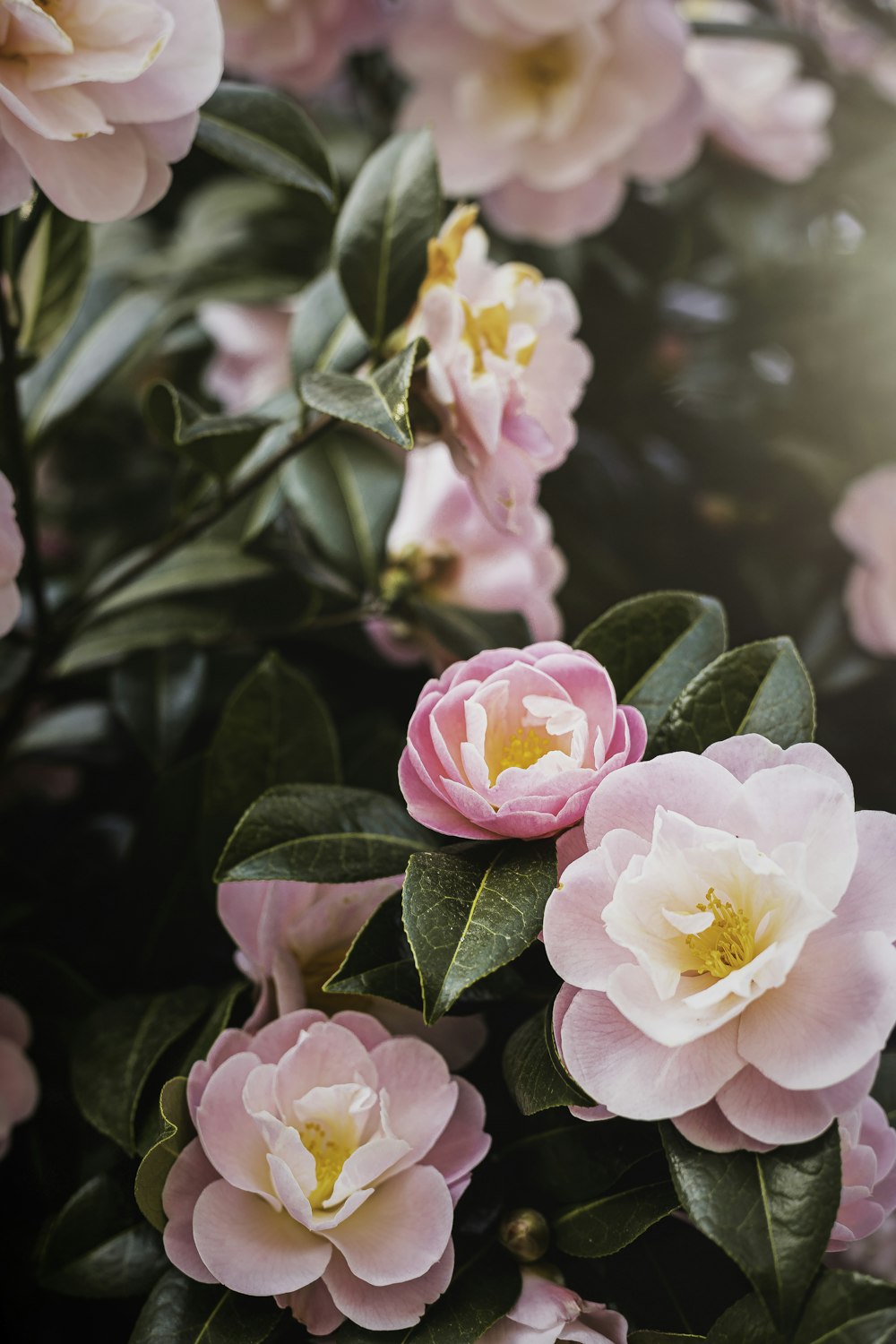 a bunch of pink flowers with green leaves