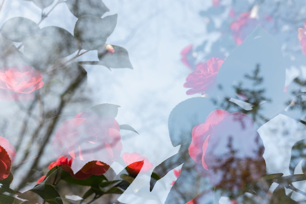 a reflection of a person in a window with flowers